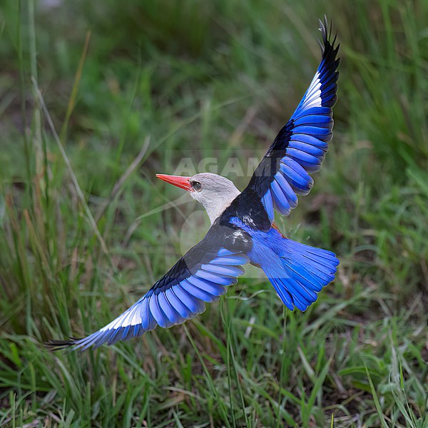 Above view of an adult Grey-headed Kingfisher (Halcyon leucocephala)  in flight. Showing upper wings, back and tail. Kenya, Africa stock-image by Agami/Markku Rantala,