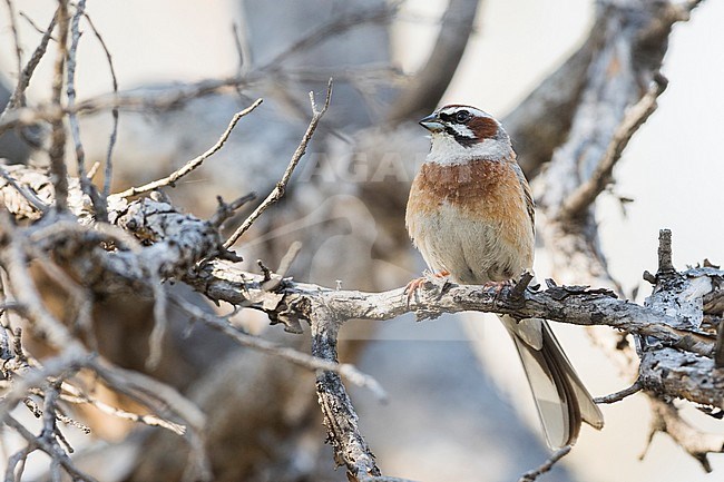 Meadow Bunting (Emberiza cioides ssp. cioides), Russia (Baikal), adult male perched in a tree. stock-image by Agami/Ralph Martin,