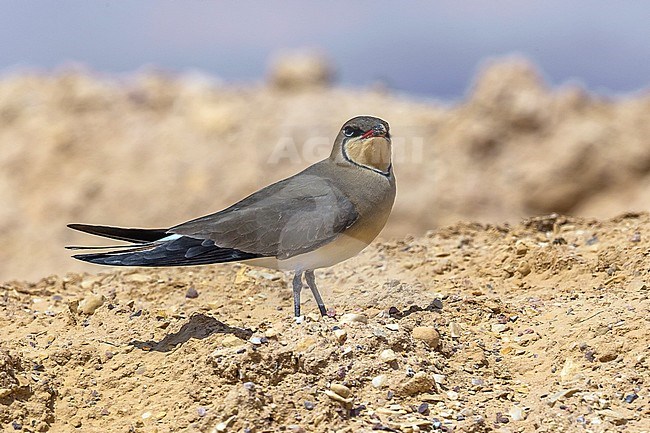 Adult Collared Pratincole sitting on the desert near Yotvata, Israel. April 13, 2013. stock-image by Agami/Vincent Legrand,