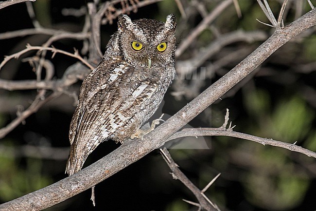 West Peruvian screech owl (Megascops roboratus) in Peru. stock-image by Agami/Pete Morris,