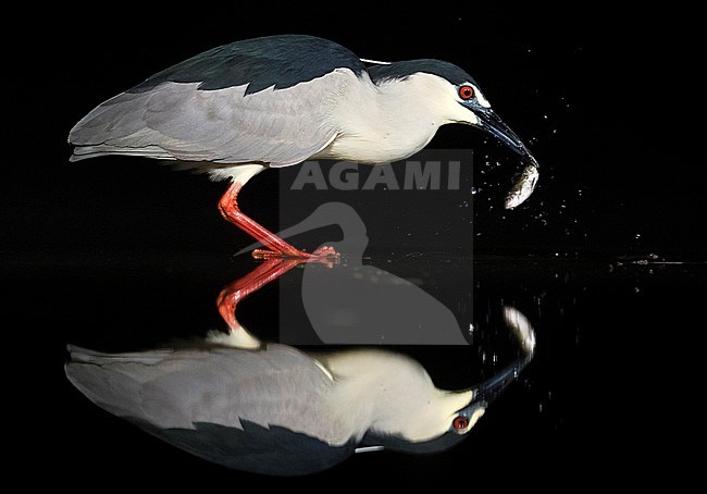 Black-crowned Night Heron (Nycticorax nycticorax) with red legs fishing at night in Hungary. With perfect reflection in the water. stock-image by Agami/Marc Guyt,