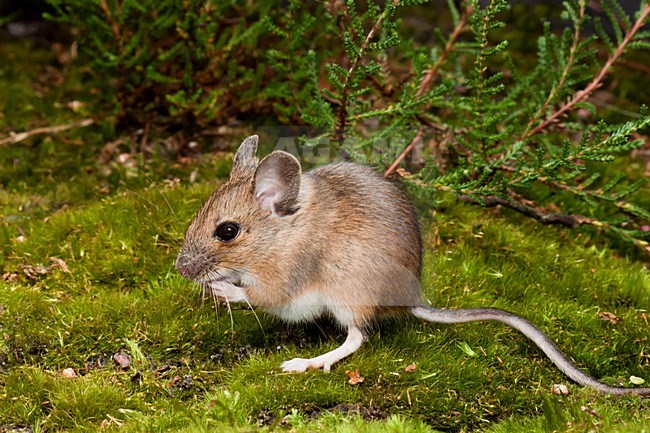 Foeragerende Bosmuis; Foraging Wood Mouse stock-image by Agami/Theo Douma,