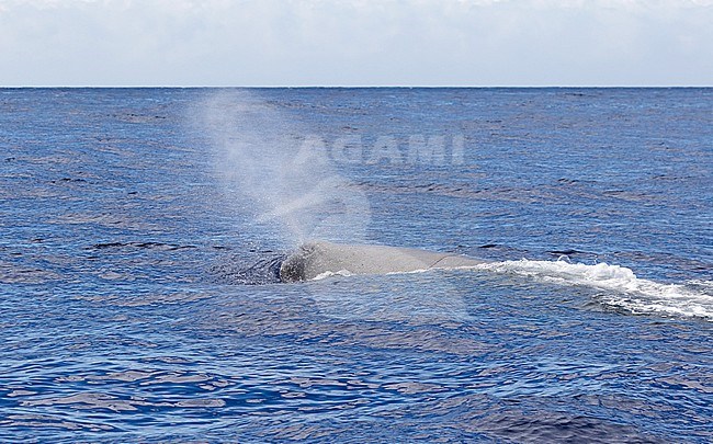 Sperm whale (Physeter macrocephalus) at sea off Madeira, Portugal. The largest of the toothed whales and the largest toothed predator. stock-image by Agami/Pete Morris,