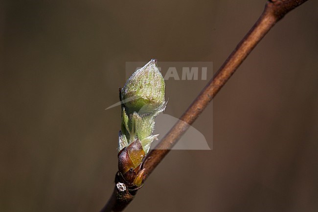 Salmonberry flower buds stock-image by Agami/Wil Leurs,