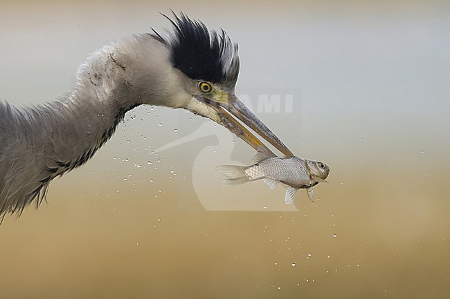 Blauwe reiger met gevangen vis stock-image by Agami/Han Bouwmeester,