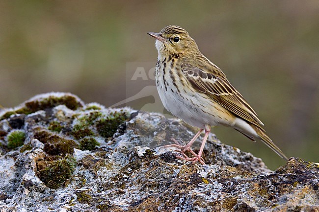Volwassen Boompieper op de grond; Adult Tree Pipit on the ground stock-image by Agami/Daniele Occhiato,