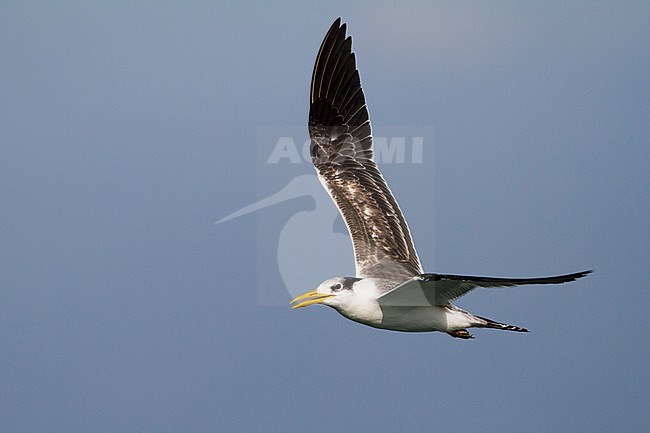 Greater Crested Tern - Eilseeschwalbe - Thalasseus bergii velox, Oman, 1st cy stock-image by Agami/Ralph Martin,