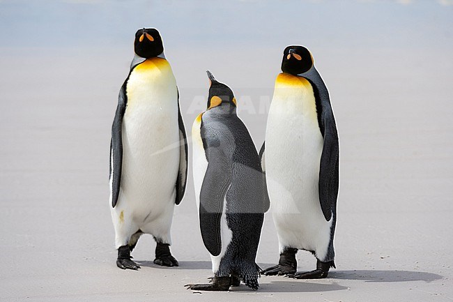 Three king penguins, Aptenodytes patagonica, on a sandy beach. Volunteer Point, Falkland Islands stock-image by Agami/Sergio Pitamitz,
