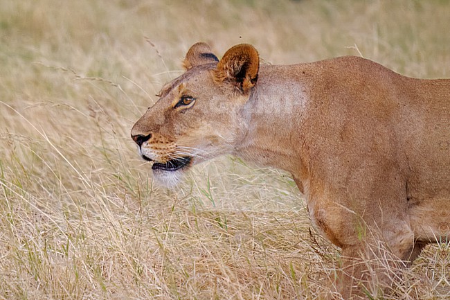 Lion, Panthera Lion stock-image by Agami/Hans Germeraad,