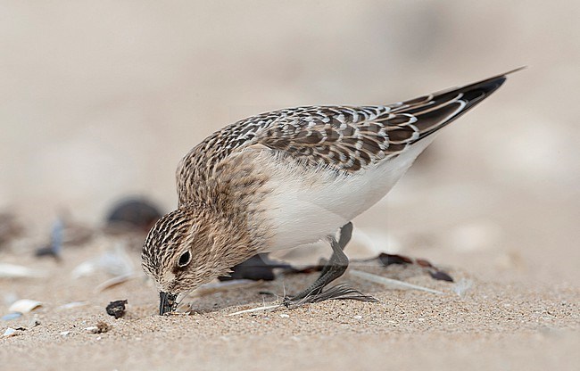 First-winter Baird's Sandpiper (Calidris bairdii) on the beach of Wassenaar, Netherlands. rare vagrant from North America. stock-image by Agami/Marc Guyt,