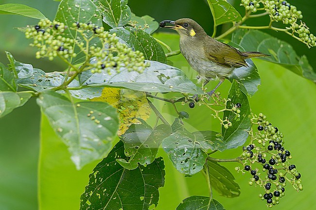 Yellow-gaped Honeyeater (Microptilotis flavirictus) Perched in a fruiting tree  in Papua New Guinea stock-image by Agami/Dubi Shapiro,