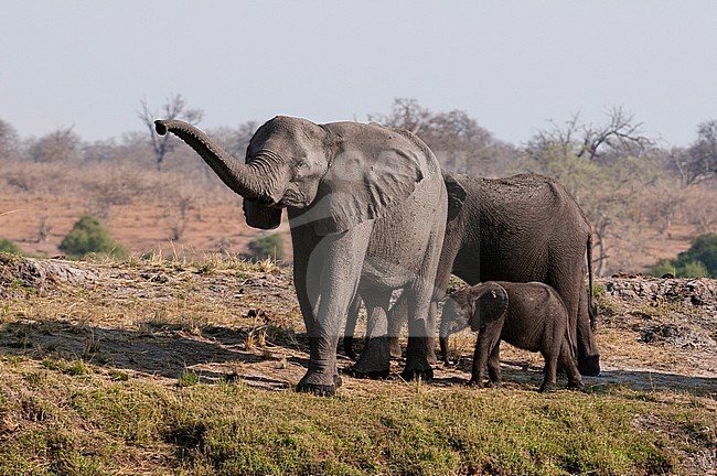 Two African elephants, Loxodonta africana, walking with a calf. Chobe National Park, Botswana. stock-image by Agami/Sergio Pitamitz,
