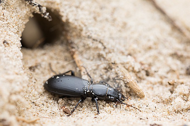 Broscus cephalotes - Kopfkäfer, Germany (Hamburg), imago stock-image by Agami/Ralph Martin,