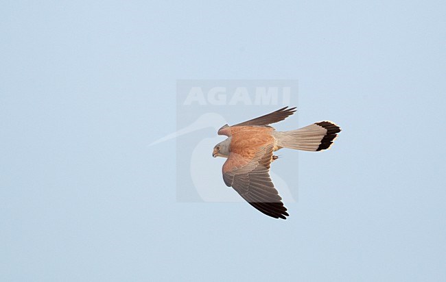 Mannetje Kleine torenvalk in vlucht, Male Lesser Kestrel in flight stock-image by Agami/Markus Varesvuo,