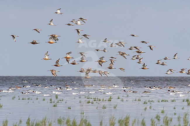 A mixed group of Bar-tailed Godwits, Common Redshanks and a Dunlin is seen flying with in the background a group of Common Shelduck, Curlew and Black-headed Gulls foraging on the Waddensea. stock-image by Agami/Jacob Garvelink,