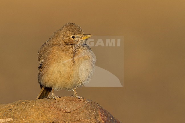 Desert Lark - Steinlerche - Ammomanes deserti ssp. payni, Morocco stock-image by Agami/Ralph Martin,