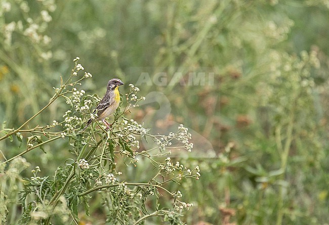 Lemon-breasted Canary (Crithagra citrinipectus) in South Africa. stock-image by Agami/Pete Morris,