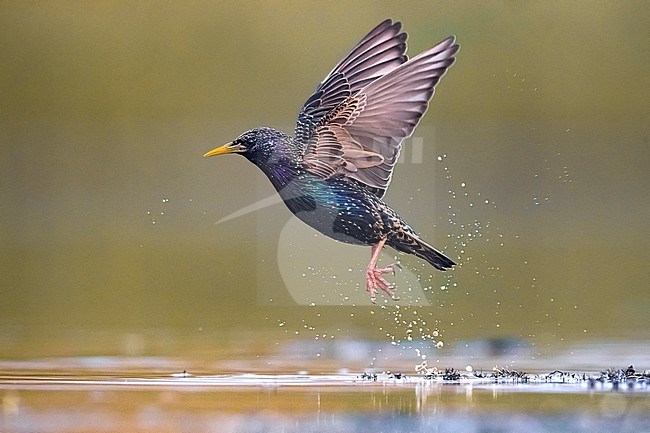 Common Starling (Sturnus vulgaris) at water edge in Italy. stock-image by Agami/Daniele Occhiato,