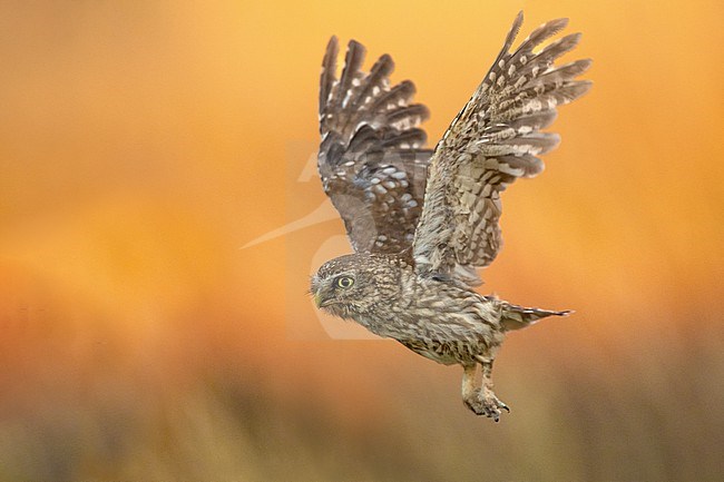 Little Owl (Athene noctua) in Italy. In flight. stock-image by Agami/Daniele Occhiato,