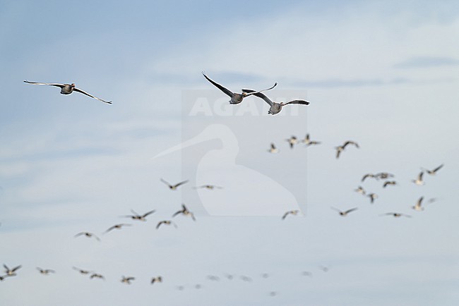flock of greylag goose (anser anser) in flight during autumn migration, found at Fehmarn at the Baltic Sea in Germany stock-image by Agami/Mathias Putze,