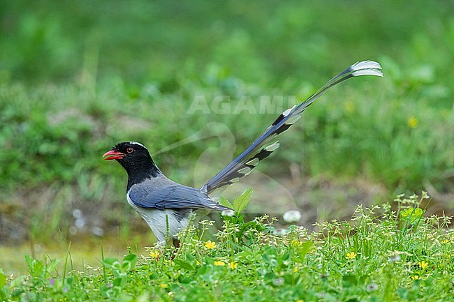 An adult Red-billed Blue Magpie (Urocissa erythroryncha) on a meadow calling stock-image by Agami/Mathias Putze,