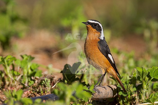 Moussier's Redstart - Diademrotschwanz - Phoenicurus moussieri, Morocco, adult male stock-image by Agami/Ralph Martin,
