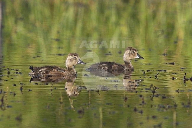 American Black Duck (Anus rubripes) chicks swimming on a green pond in Alberta, Canada. stock-image by Agami/Glenn Bartley,