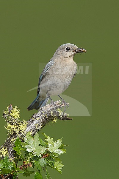 Adult female Mountain Bluebird, Sialia currucoides
Kamloops, B.C.
June 2015 stock-image by Agami/Brian E Small,