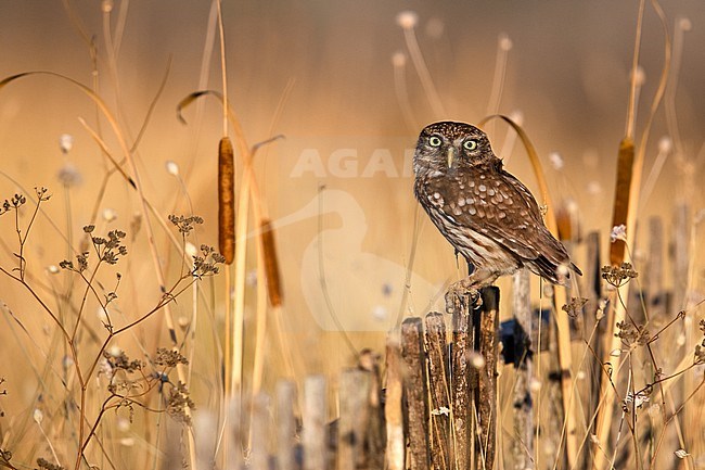 Little Owl (Athene noctua) in Italy. stock-image by Agami/Daniele Occhiato,