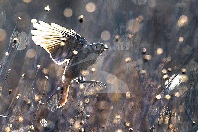 Wintering Black Redstart (Phoenicurus ochruros gibraltariensis) in Italy. stock-image by Agami/Daniele Occhiato,