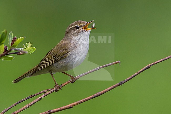 Arctic Warbler, Noordse Boszanger stock-image by Agami/Daniele Occhiato,