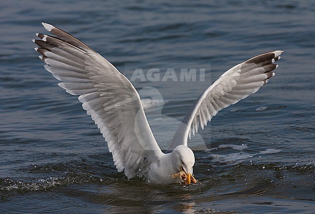 Adult European Herring Gull (Larus argentatus) in the Dutch Wadden Sea. Just landed to eat bread thrown by a tourist. stock-image by Agami/Marc Guyt,