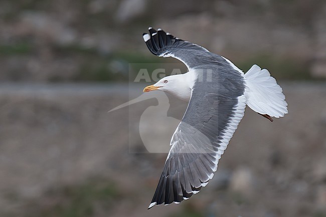 Heuglin's Gull (Larus heuglini), adult bird in flight in Finland stock-image by Agami/Kari Eischer,