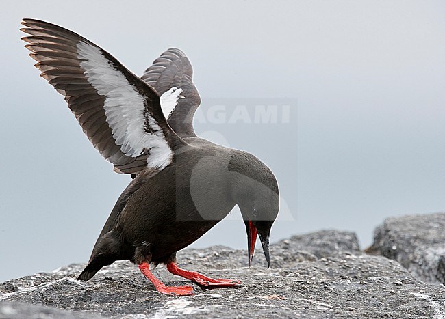 Black Guillemot (Cepphus grylle) during summer in the Shetland islands in United Kingdom. stock-image by Agami/Markus Varesvuo,