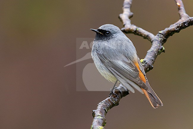 Black Redstart (Phoenicurus ochruros gibraltariensis), side view of an adult male in winter plumage, Campania, Italy stock-image by Agami/Saverio Gatto,