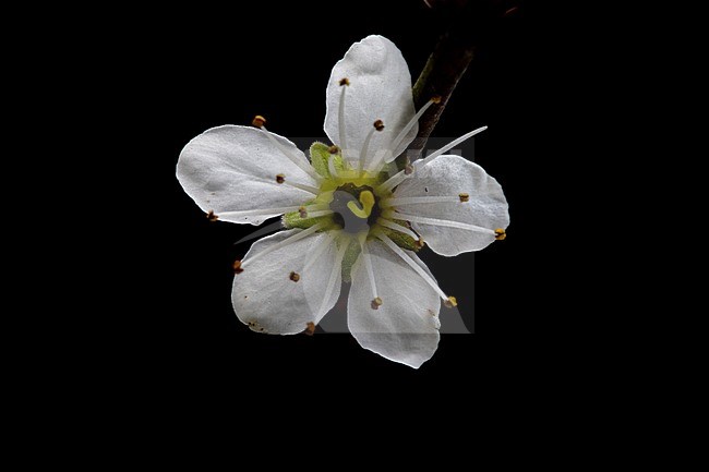 Blackthorn;Prunus spinosa stock-image by Agami/Wil Leurs,