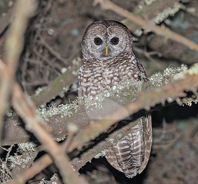Spotted Owl (Strix occidentalis) in Mexico. stock-image by Agami/Pete Morris,