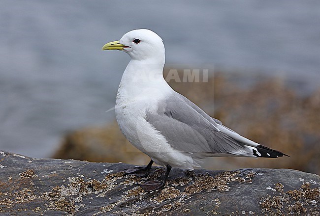 Black-legged Kittiwake (Rissa tridactyla pollicaris) taken the 20/06/2022 at Homer - Alaska - USA stock-image by Agami/Aurélien Audevard,