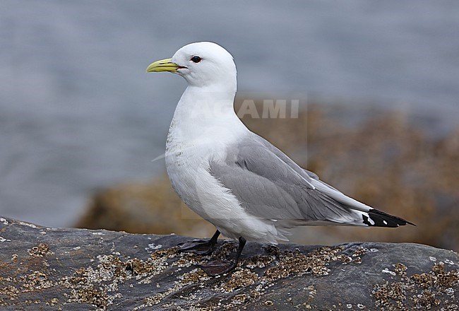 Black-legged Kittiwake (Rissa tridactyla pollicaris) taken the 20/06/2022 at Homer - Alaska - USA stock-image by Agami/Aurélien Audevard,