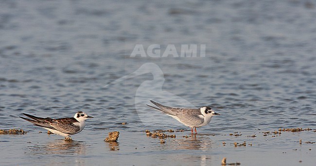 Juvenile White-winged Terns (Chlidonias leucopterus) resting on beach during migration in Egypt stock-image by Agami/Edwin Winkel,