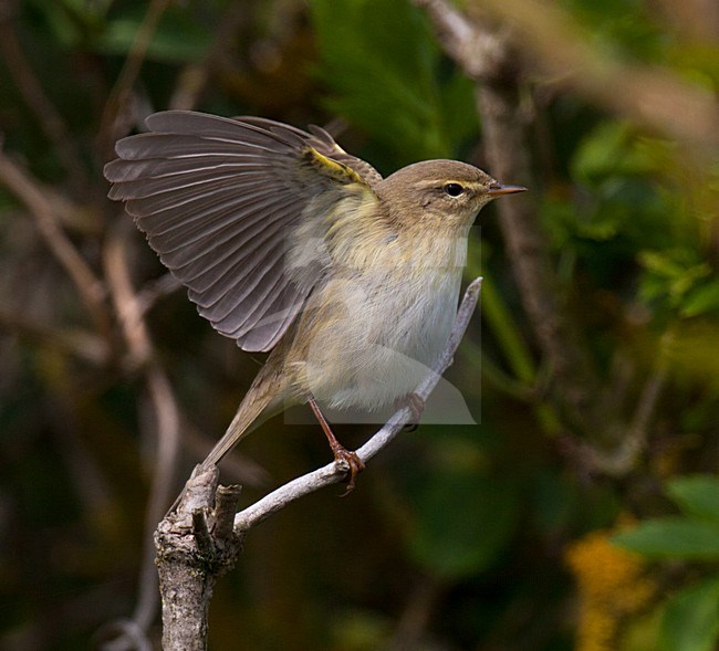 Baltsende Fitis; Displaying Willow Warbler stock-image by Agami/Arnold Meijer,