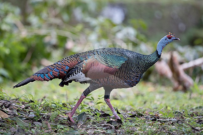 An adult male Ocellated Turkey (Meleagris ocellata) walking on a small clearing or glade in the forest of Yaxá stock-image by Agami/Mathias Putze,