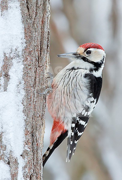 White-backed Woodpecker (Dendrocopus leucotos) wintering in Oulu in northern Finland during a cold winter. Foraging on a bark of a tree. stock-image by Agami/Markus Varesvuo,