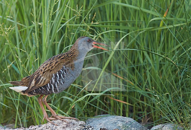 Foeragerende Waterral, Water Rail foraging stock-image by Agami/Markus Varesvuo,
