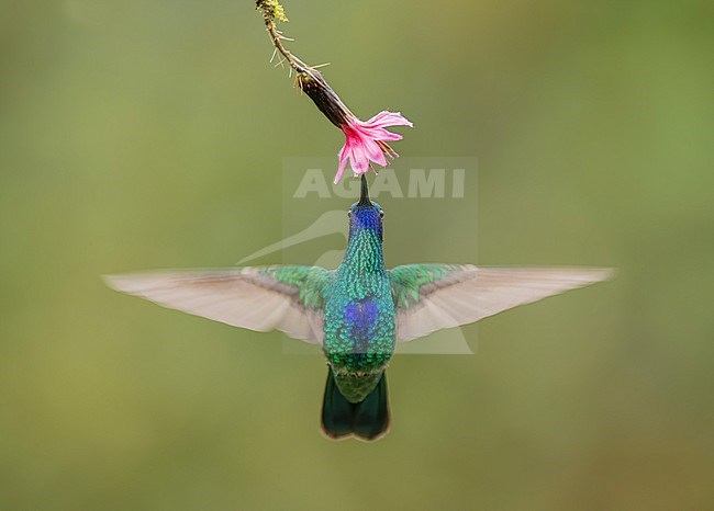 Sparkling Violetear (Colibri coruscans) in flight feeding on a pink flower in Quito, Ecuador, South-America. stock-image by Agami/Steve Sánchez,