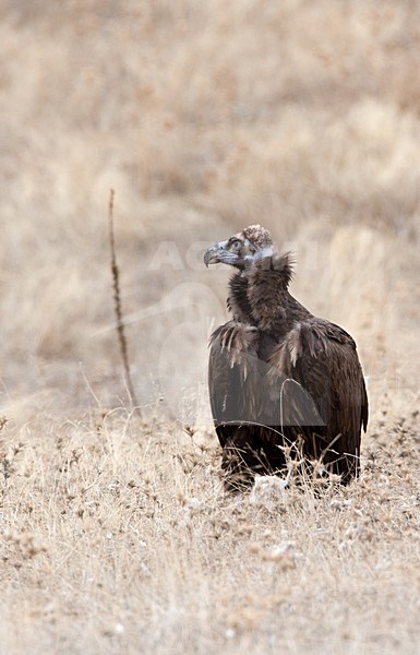 Monniksgier, Cinereous Vulture stock-image by Agami/Roy de Haas,