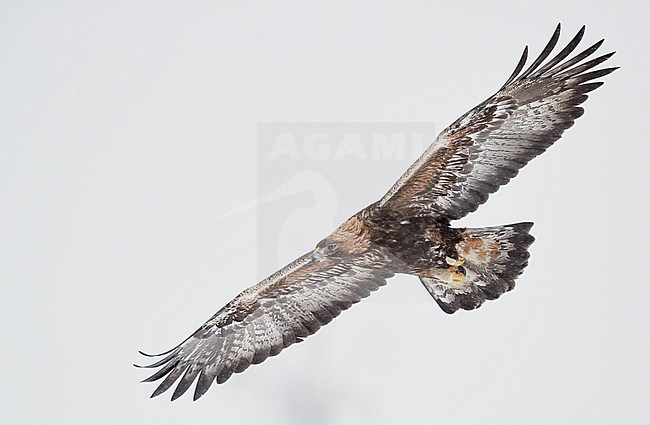 Golden Eagle (Aquila chrysaetus) in flight near Utajärvi in taiga forest of northern Finland during a cold winter. stock-image by Agami/Markus Varesvuo,