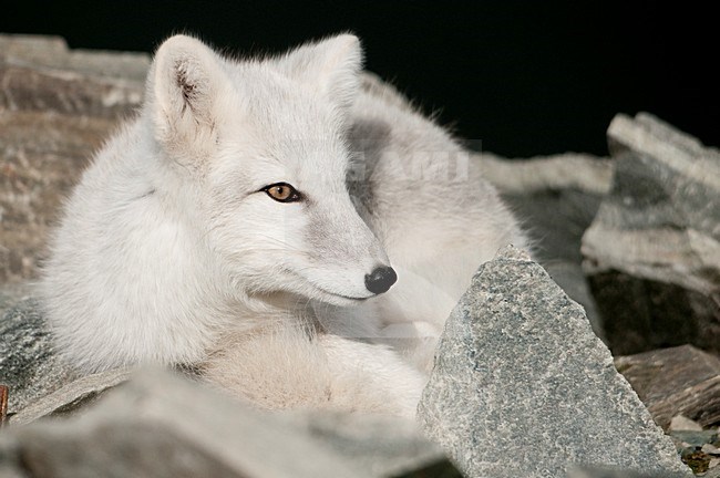 Poolvos in wintervacht; Arctic Fox in winter coat stock-image by Agami/Han Bouwmeester,