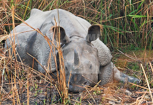 Indische Neushoorn in Kaziranga, Indian Rhinoceros at Kaziranga stock-image by Agami/Marc Guyt,