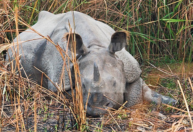 Indische Neushoorn in Kaziranga, Indian Rhinoceros at Kaziranga stock-image by Agami/AGAMI,